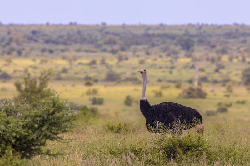 A male ostrich in the field