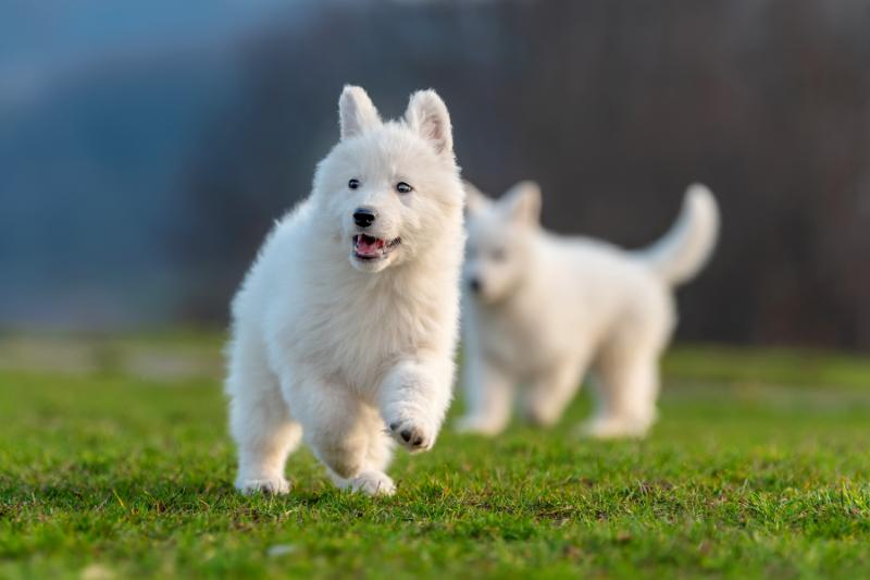Adorable running white west highland puppies