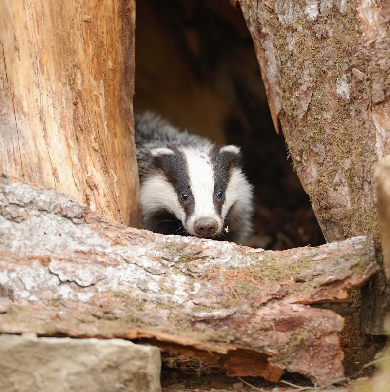 Adult-badger-in-the-wild
