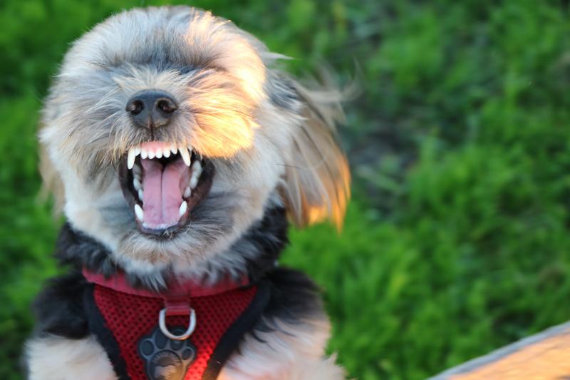 Aggressive shih tzu with fangs out