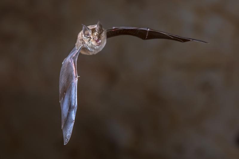 Bat spreading wings in flight
