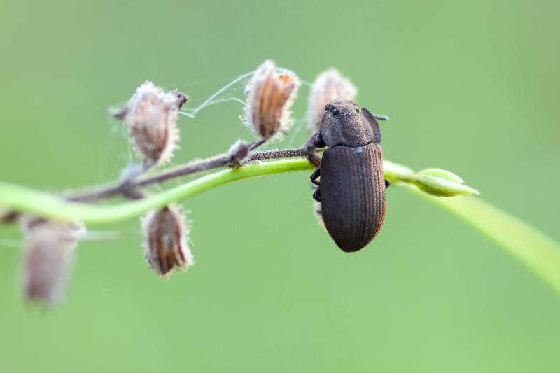 Beetle feeding off a plant