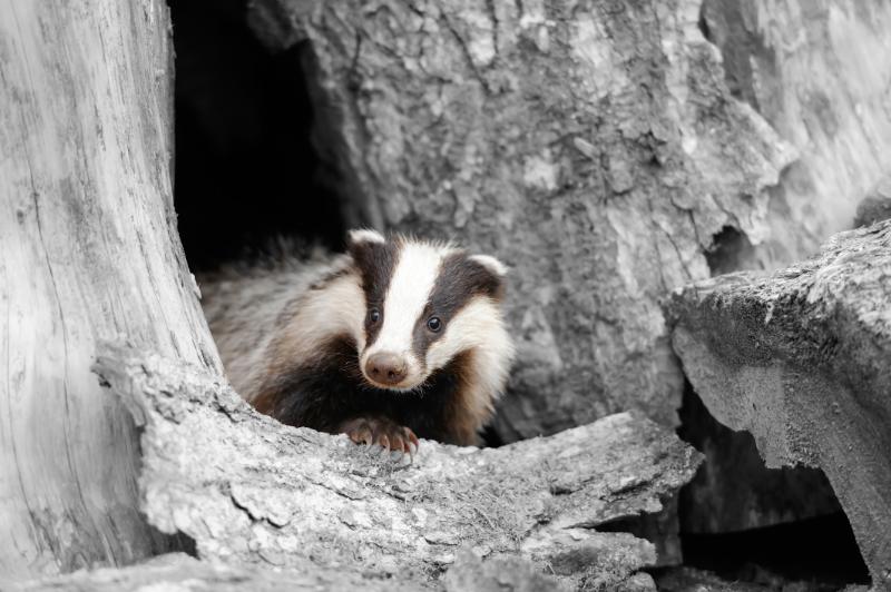 Badger hiding in a huge tree hole