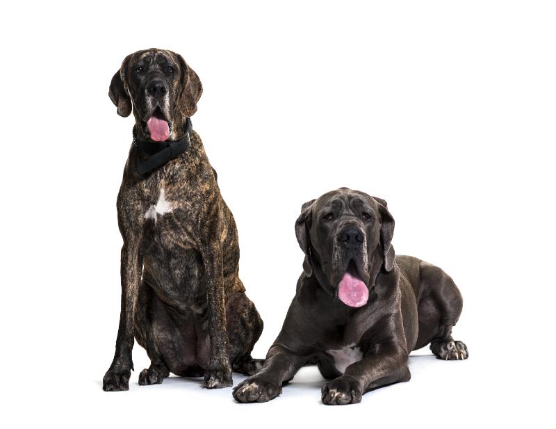Blue and Black Great Danes