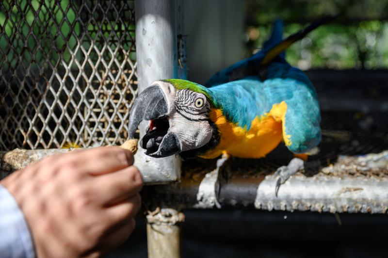 Blue macaw feeding nuts