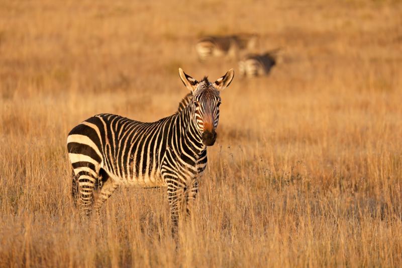 Cape mountain zebra in an open field