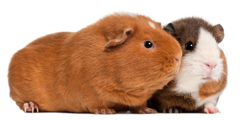 Chubby brown guinea pigs