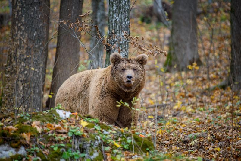 Close up brown bear in autumn forest
