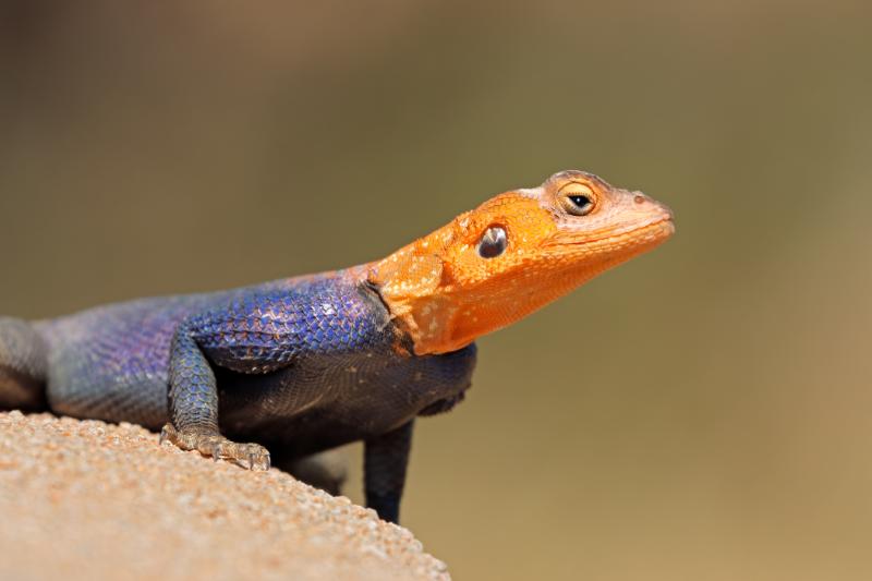 Closeup of agama lizard