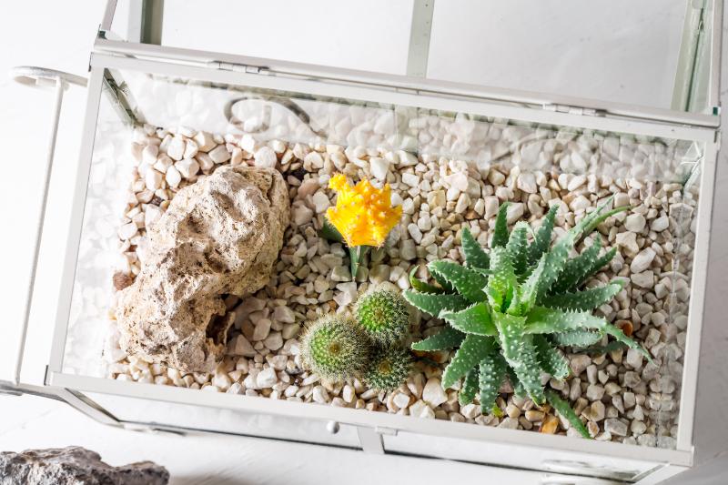 Closeup of cactus in a glass terrarium with self-ecosystem