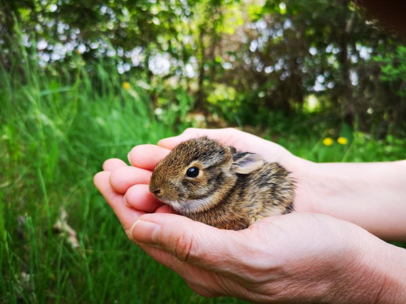 Cute mini lop bunny