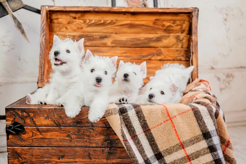 Cute west highland terriers in a box