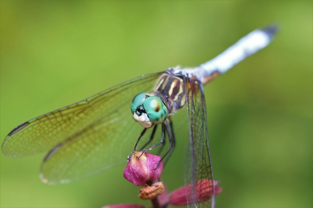 Vibrant dragonfly on a delicate flower and lush green foliage