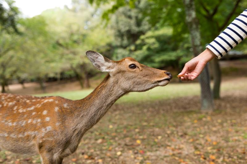 Feeding deer in a park
