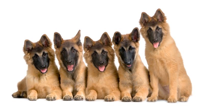 Five adorable alsatian puppies