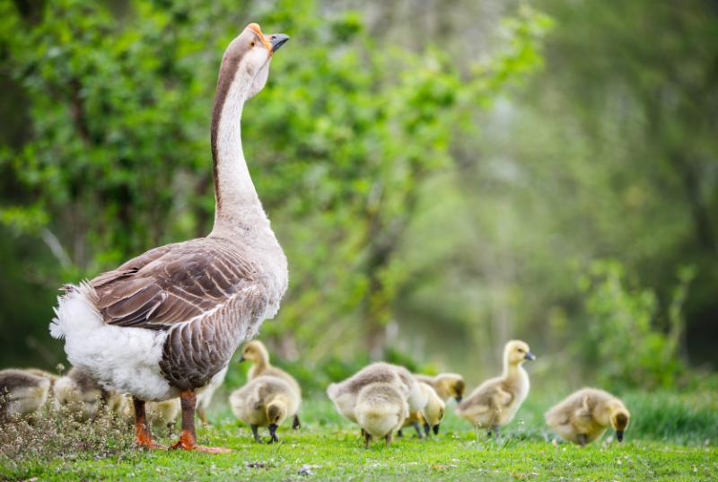 Flock of young goslings