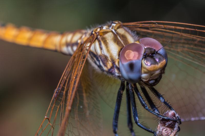 Focus shot of a dragonfly
