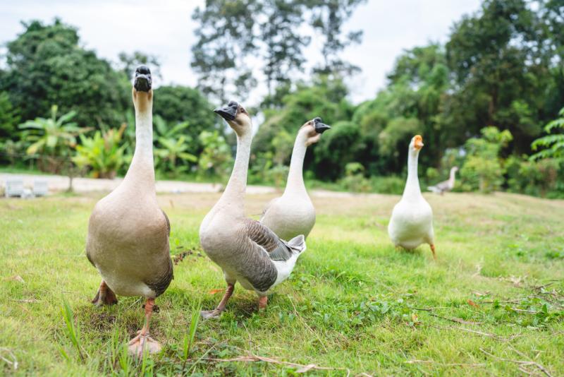 Flock of geese at a farm