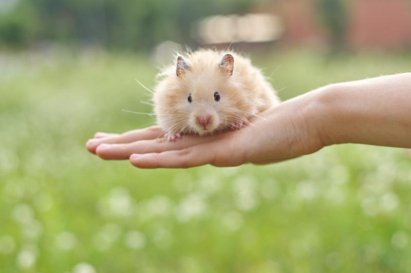 Golden fluffy Syrian hamster in hands of girl