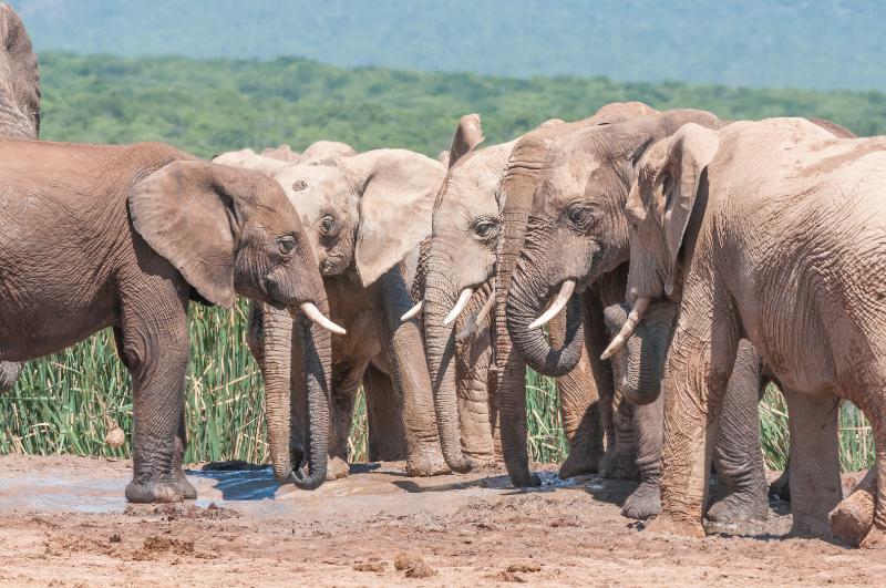A heartwarming scene featuring a close-knit group of young elephants in their natural habitat, exhibiting playful behavior and familial bonds.