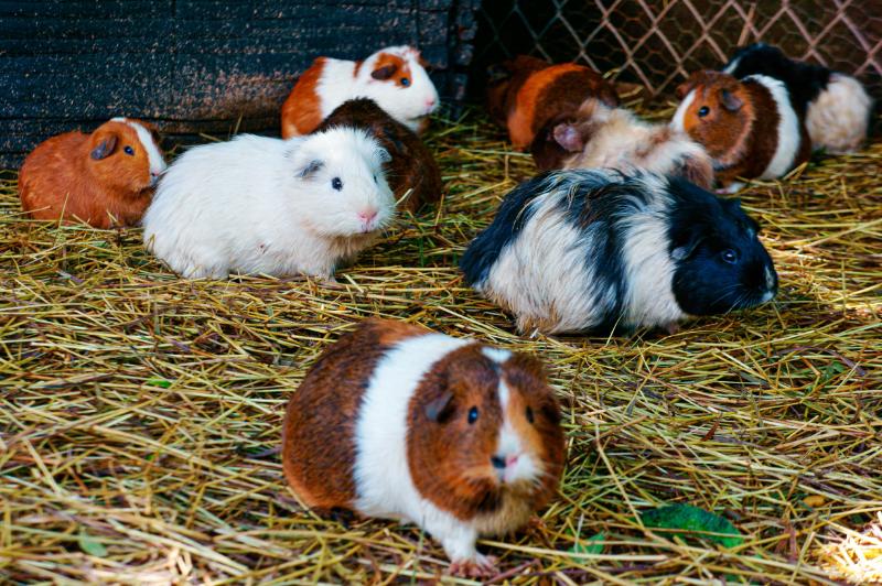 Hamsters walking in the ground