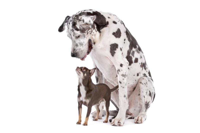 Mantle Great Dane and a regular dog showing its massive size