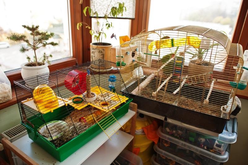 The Ultimate Guide to Choosing the Perfect Hedgehog Cage for Your Furry Friend 2