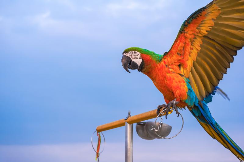 Hybrid harlequin macaw in flight
