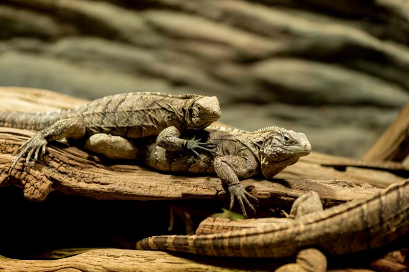 Iguanas in wood bedding