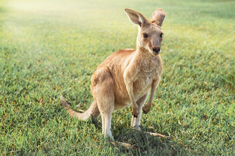 Young kangaroo at the park