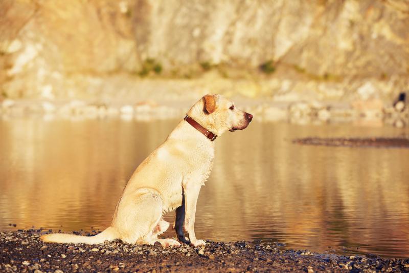 Labrador collie waiting by the river bank