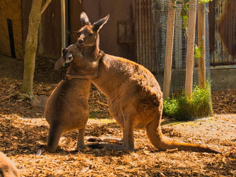 Mama Kangaroo and joey