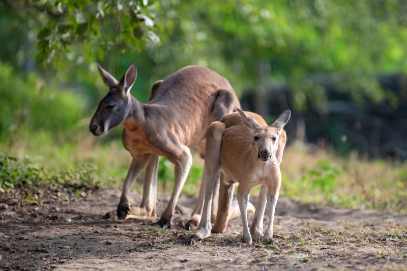 Mother and child kangaroo in natural habitat