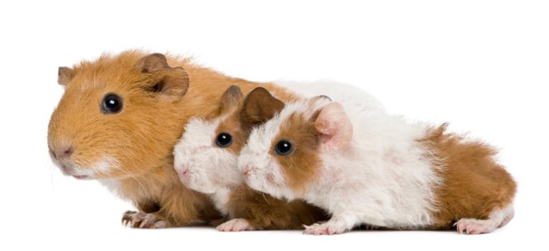 Mother with two guinea pig babies
