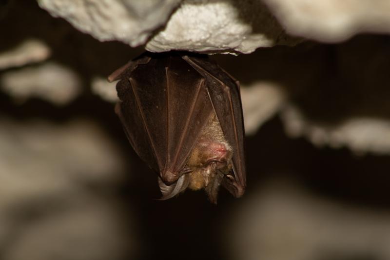 Nocturnal bat sleeping upside down in a cave