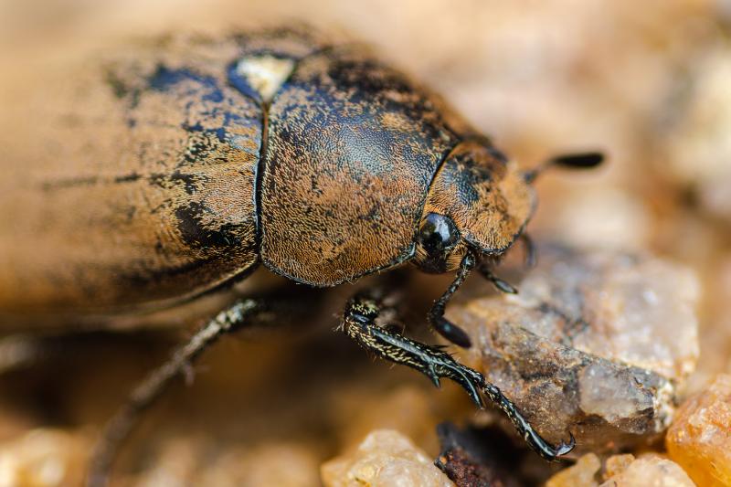 Old European chafer beetle