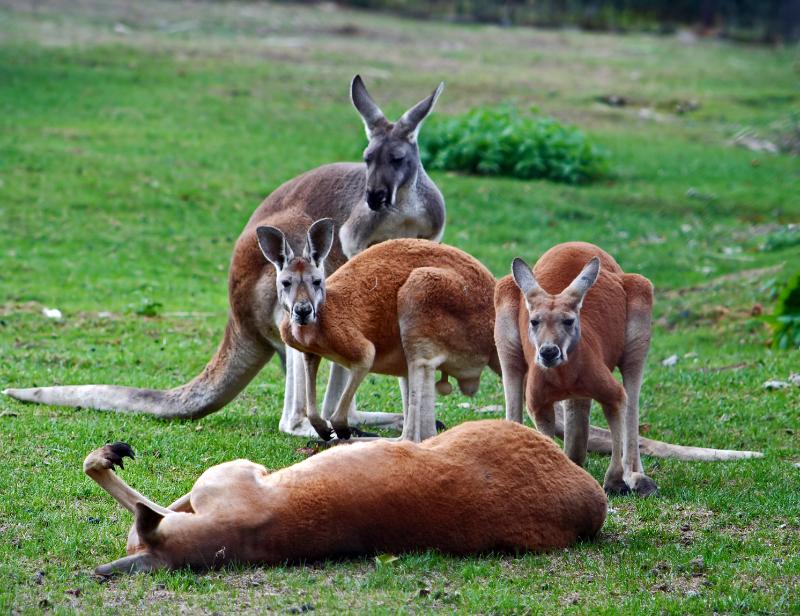 Pack of young kangaroos in the wild