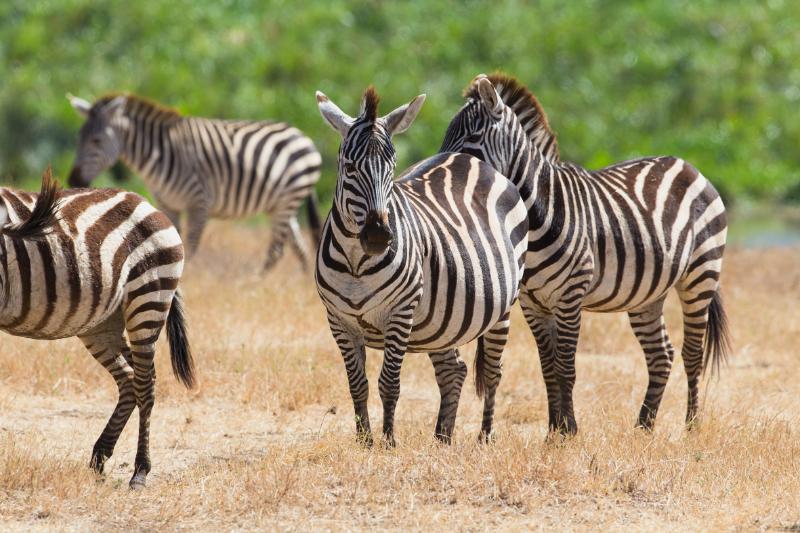 Pack of zebras in natural habitat