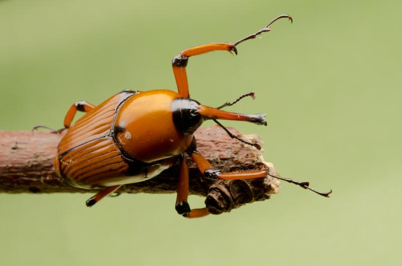 Palm weevil snout beetle
