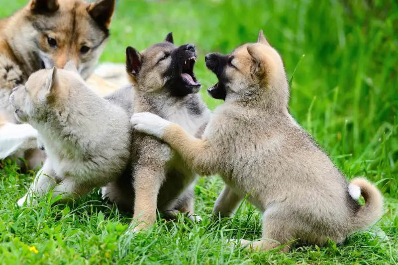 Understanding and Addressing Puppy Aggression: A Complete Guide 1 Puppies biting and being aggressive