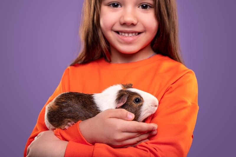 Smiling little girl with guinea pig pet