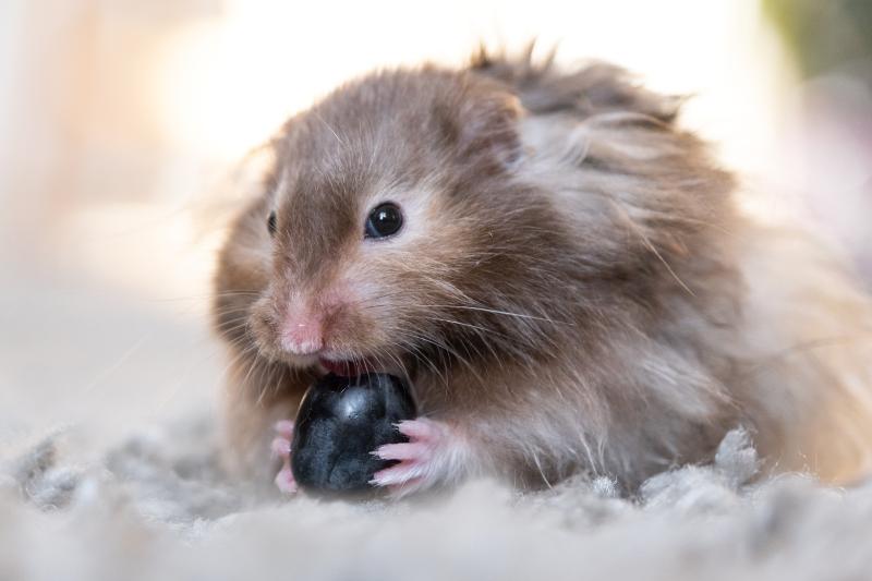Cute Syriam hamster eats black berry