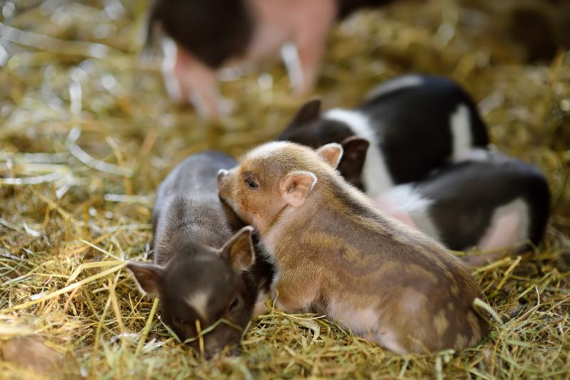 Teacup piglets in the barn