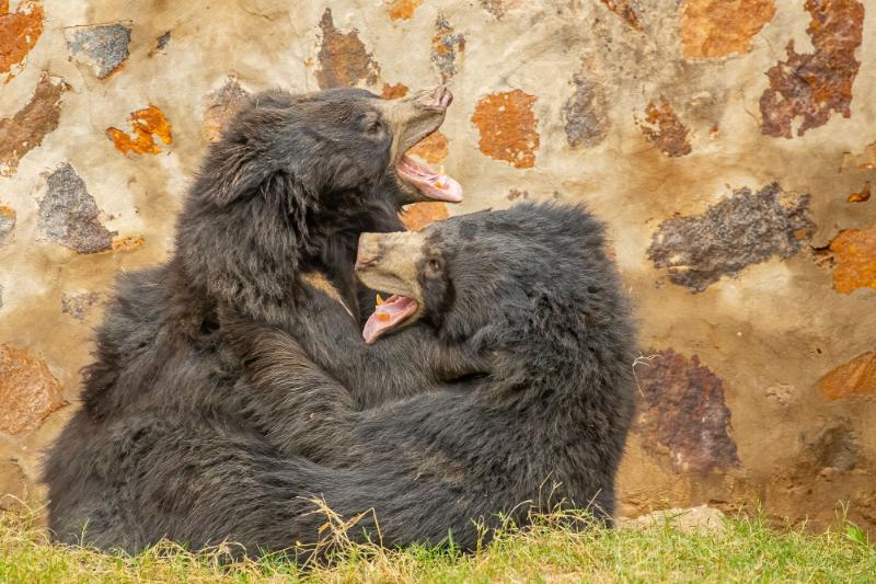 Two sloth bears playing 