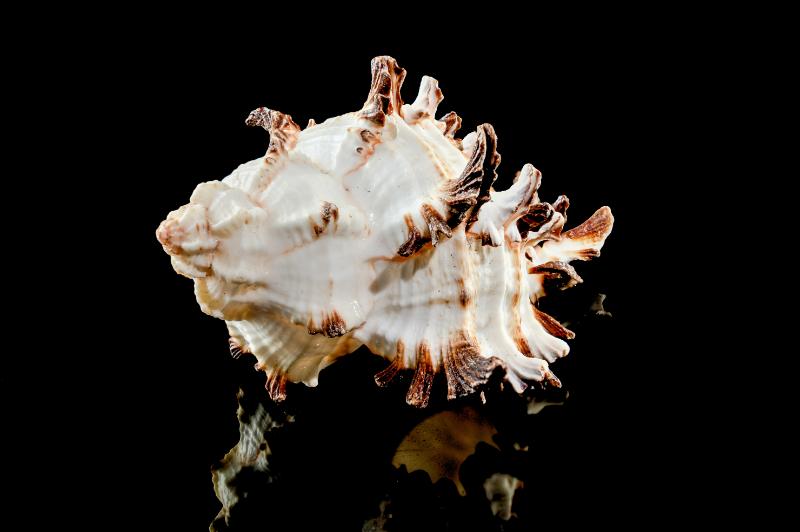 White spiny oyster