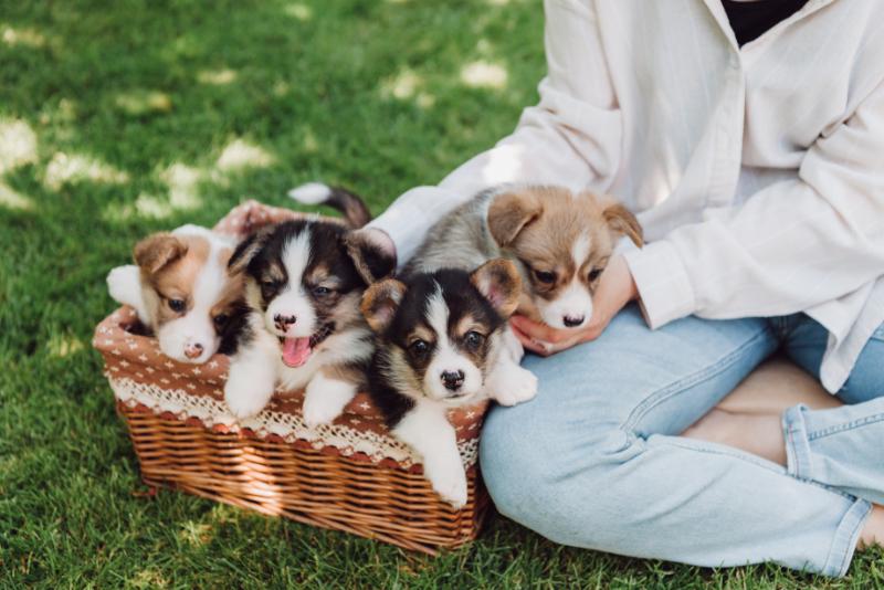 Woman with Sheltie pups
