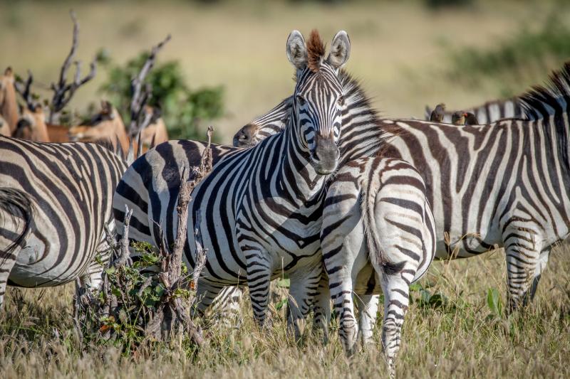 Zebras in focus while in the wild
