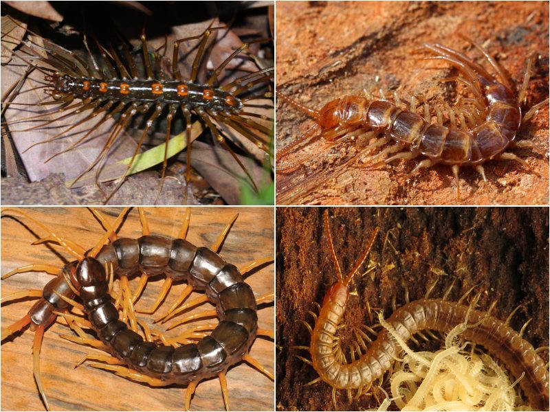 Dive into the intricate world of centipede classification as we explore the family tree, unveiling the evolutionary connections and diverse species within this fascinating arthropod group.