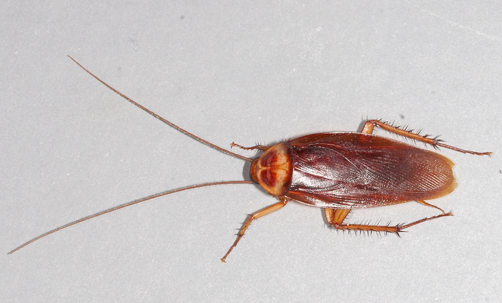 The american cockroach