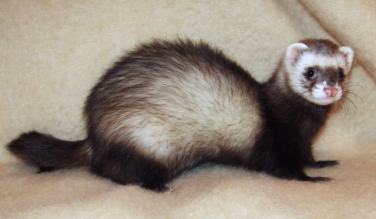An image of a pet ferret.